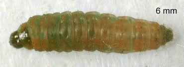 Attēlu rezultāti vaicājumam “Argyresthia goedartella”