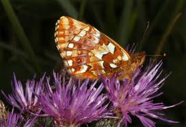 Attēlu rezultāti vaicājumam “Boloria aquilonaris underside”