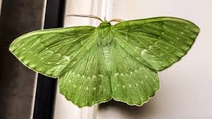 Attēlu rezultāti vaicājumam “Geometra papilionaria”