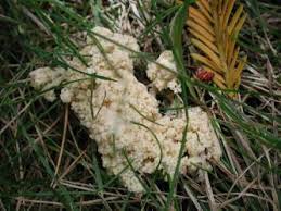 Attēlu rezultāti vaicājumam “Didymium spongiosum”