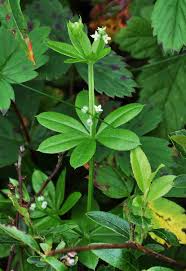 Attēlu rezultāti vaicājumam “Galium triflorum fruit”