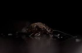 Attēlu rezultāti vaicājumam “Licea pusilla macro”