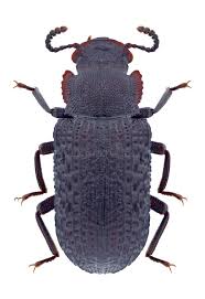 Attēlu rezultāti vaicājumam “Bolitophagus reticulatus”