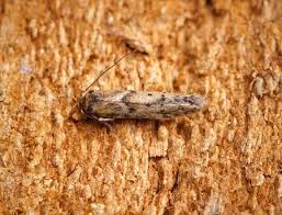 Attēlu rezultāti vaicājumam “Donacaula mucronella”