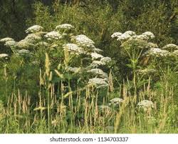 Attēlu rezultāti vaicājumam “Heracleum sosnowskyi”