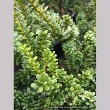 Attēlu rezultāti vaicājumam “Taxus baccata”