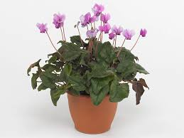 Attēlu rezultāti vaicājumam “Cyclamen hederifolium”