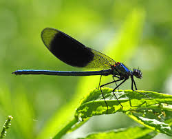 Attēlu rezultāti vaicājumam “Calopteryx splendens”