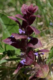 Attēlu rezultāti vaicājumam “Ajuga pyramidalis”