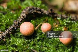 Attēlu rezultāti vaicājumam “Lycogala epidendrum s.str. macro”