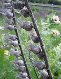 Attēlu rezultāti vaicājumam “Hyoscyamus niger”