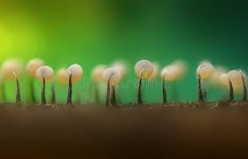 Attēlu rezultāti vaicājumam “Physarum luteolum macro”