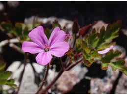 Attēlu rezultāti vaicājumam “Geranium robertianum flower”