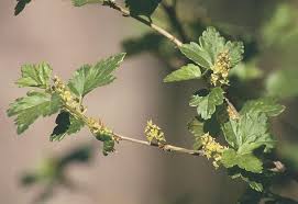 Attēlu rezultāti vaicājumam “Gelechia jakovlevi”