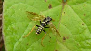 Attēlu rezultāti vaicājumam “Tenthredo scrophulariae”