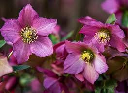 Attēlu rezultāti vaicājumam “Carex pseudocyperus female flower”