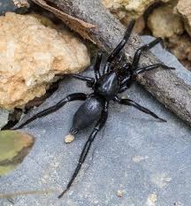 Attēlu rezultāti vaicājumam “Gnaphosidae”