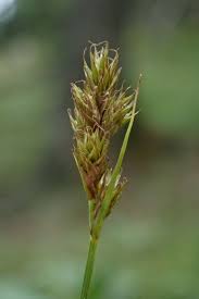 Attēlu rezultāti vaicājumam “Carex leporina”