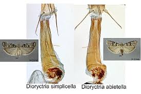 Attēlu rezultāti vaicājumam “Dioryctria abietella”