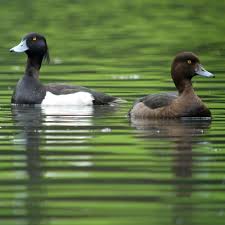 Image result for Aythya fuligula