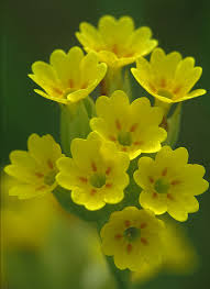 Image result for Himmelschlüssel