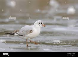Attēlu rezultāti vaicājumam “Larus ridibundus juvenile”