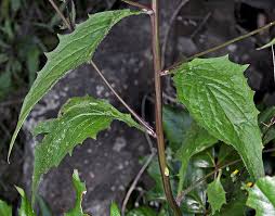 Attēlu rezultāti vaicājumam “Lapsana communis”