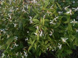 Attēlu rezultāti vaicājumam “Gillenia trifoliata flower”