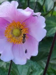 Attēlu rezultāti vaicājumam “Oedemera sp.”