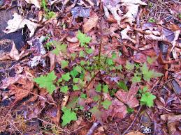 Attēlu rezultāti vaicājumam “Mycelis muralis leaf”