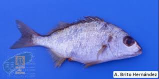 Image result for Pomadasys incisus