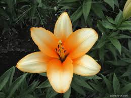 Attēlu rezultāti vaicājumam “Laserpitium pruthenicum”