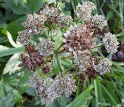 Attēlu rezultāti vaicājumam “xComagaria rosea  flower”