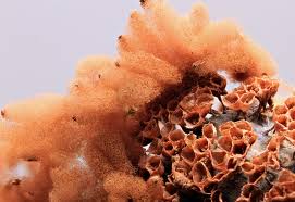 Attēlu rezultāti vaicājumam “Arcyria affinis macro”