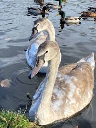Attēlu rezultāti vaicājumam “Cygnus olor juvenile”