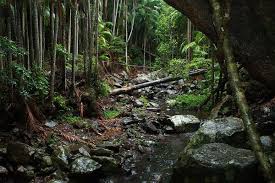 「Mt. Tamborine」的圖片搜尋結果