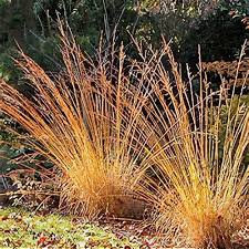 Attēlu rezultāti vaicājumam “Molinia caerulea leaf”