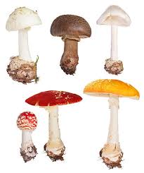 Attēlu rezultāti vaicājumam “Amanita citrina”