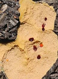 Attēlu rezultāti vaicājumam “Craterium minutum young”