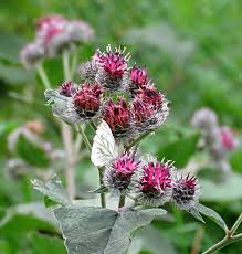 Attēlu rezultāti vaicājumam “Phalonidea permixtana”