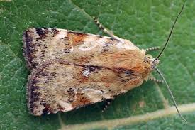 Attēlu rezultāti vaicājumam “Cryptocala chardinyi”