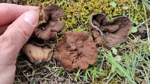 Attēlu rezultāti vaicājumam “Discina perlata”