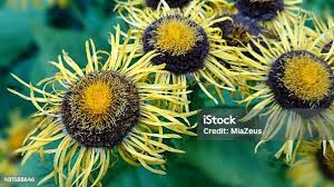 Attēlu rezultāti vaicājumam “Telekia speciosa flower”