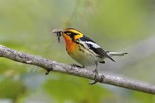 Image result for Dendroica fusca