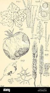 Attēlu rezultāti vaicājumam “Trichia contorta young”