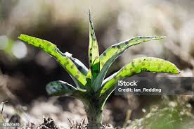 Attēlu rezultāti vaicājumam “Dactylorhiza fuchsii leaf”