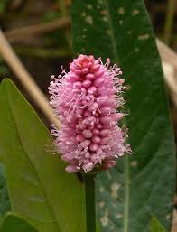 Attēlu rezultāti vaicājumam “Polygonum amphibium flower”