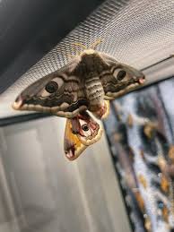 Attēlu rezultāti vaicājumam “Saturnia pavonia cocoon”