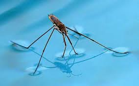 Attēlu rezultāti vaicājumam “Gerridae imago”