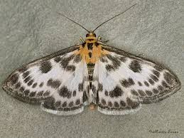 Attēlu rezultāti vaicājumam “Anania hortulata”